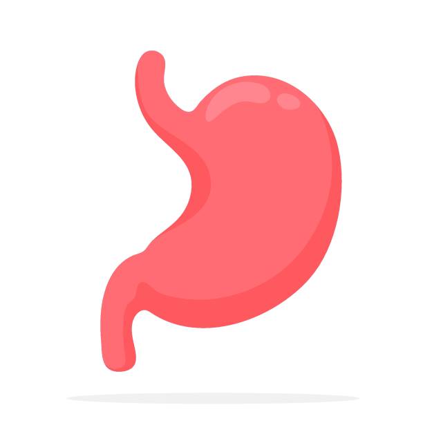 ilustraciones, imágenes clip art, dibujos animados e iconos de stock de anatomía estomacal estudiar la función del sistema digestivo dentro del cuerpo humano. - estómago