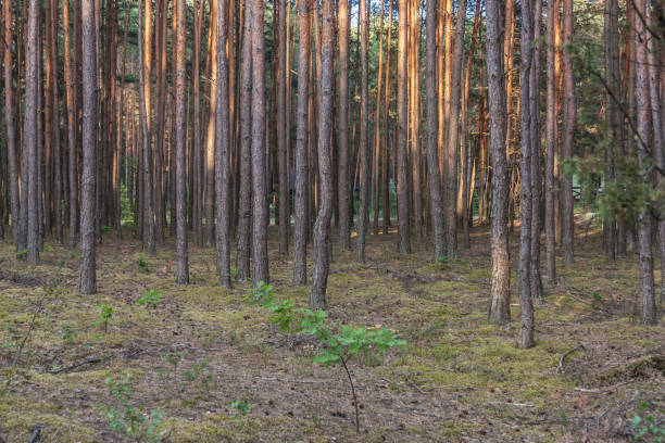 istock A beautiful pine forest in the rays of the setting sun. 1191224910