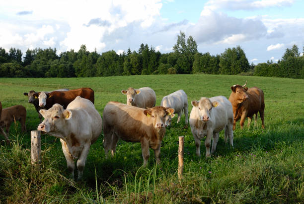 istock staring cows on the field 1191225993