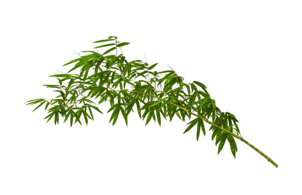 istock Bamboo leaves,Isolated on a white background, 1191226102