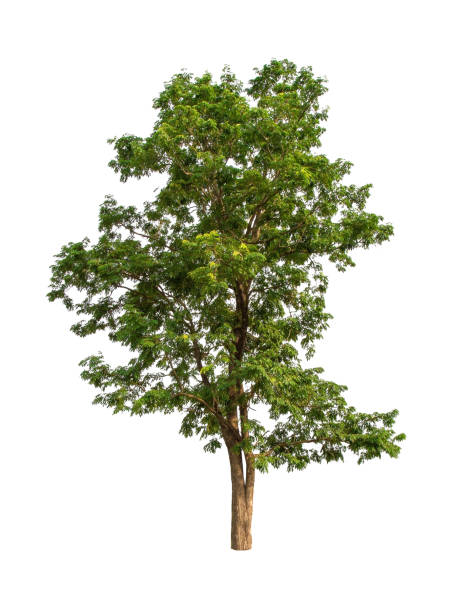 istock isolated big tree on White Background. Large trees database Botanical garden organization elements of Asian nature in Thailand, 1191226639