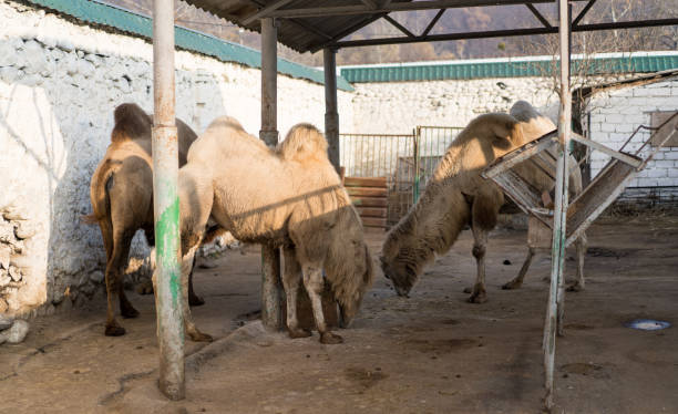 istock Three camels live in a zoo 1191228277