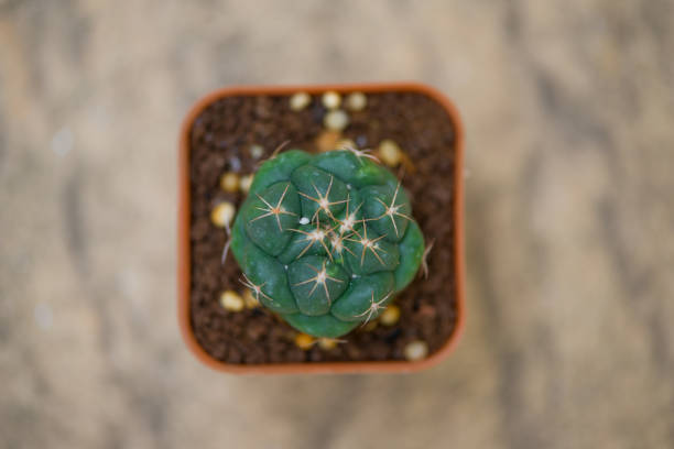 istock Little Cactus in flower pot 1191228284