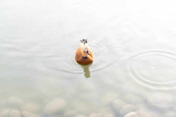 Duck swims in the pond.Duck swims in the pond