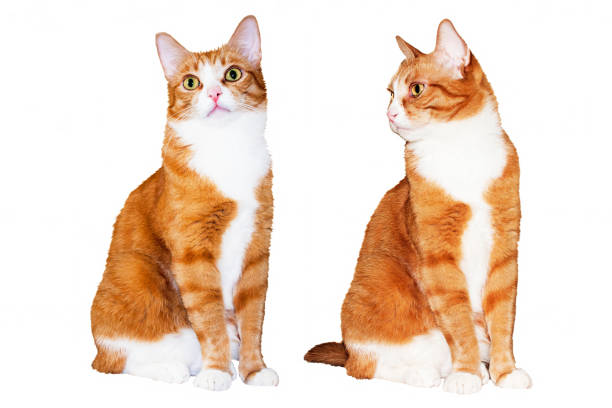 istock Young redhead cat with dark stripes and white breasts isolated on white background 1191228336