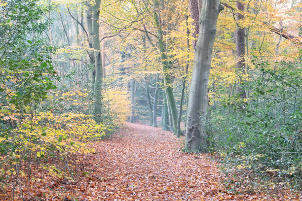 istock path in autumn orange uellow  forest 1191229057