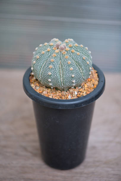 istock Astrophytum asterias cactus in flower pot 1191229094