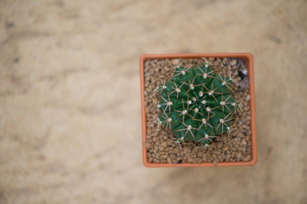 istock Gymnocalycium cactus in flower pot 1191229095