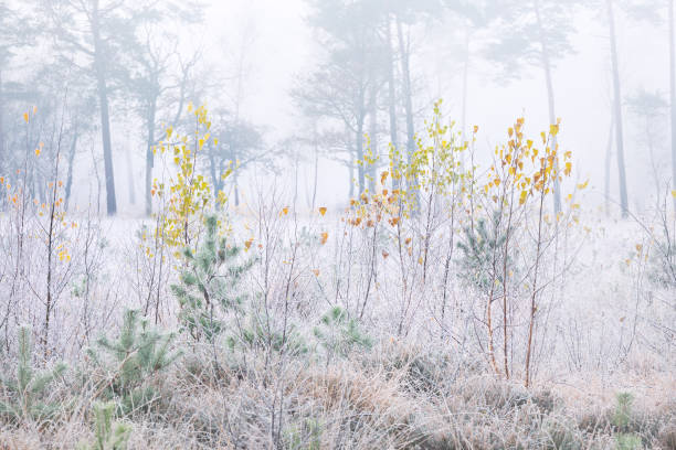 istock yellow birch trees on frosted meadow in autumn 1191229495