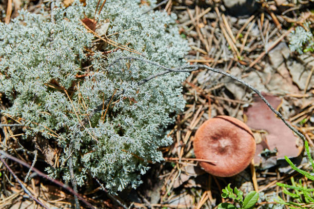 Lichen Cladonia rangiferina. Reindeer grey lichen. Beautiful light-colored forest moss growing in warm and cold climates. Deer, caribou moss.