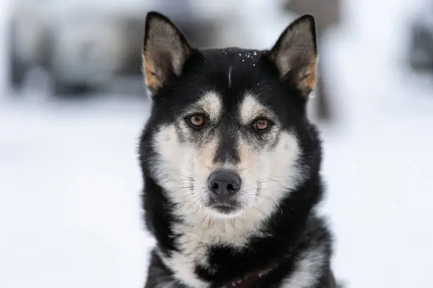 Photo of Husky dog portrait, winter snowy background. Funny pet on walking before sled dog training.