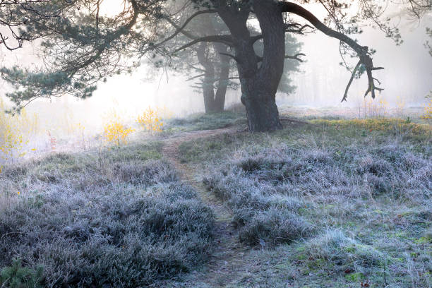 path between trees at frosty cold autumn sunrise stock photo