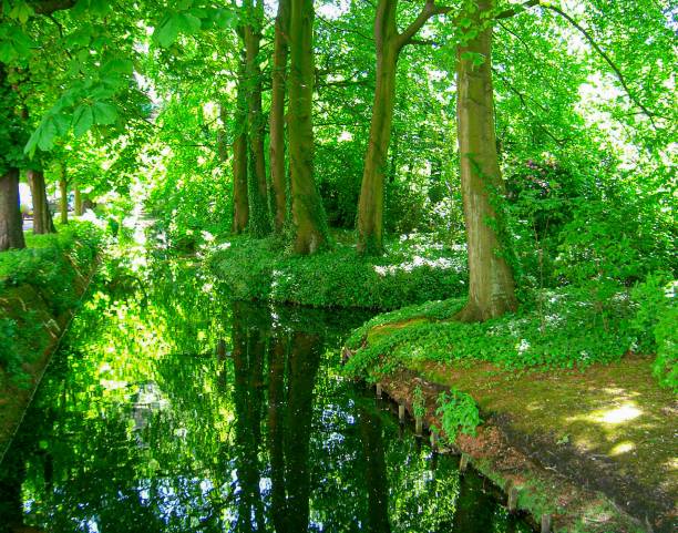 A canal in the hague flanked by green trees