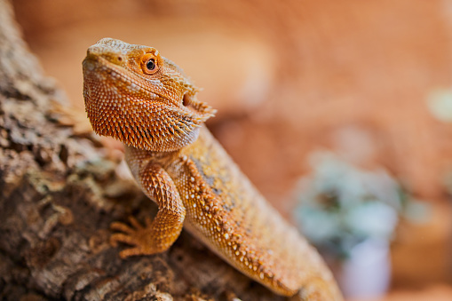 close up of a male bearded dragon, orange colored with copy space, focus on the eye