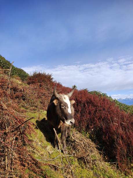 istock Cow in the mountains 1191232063