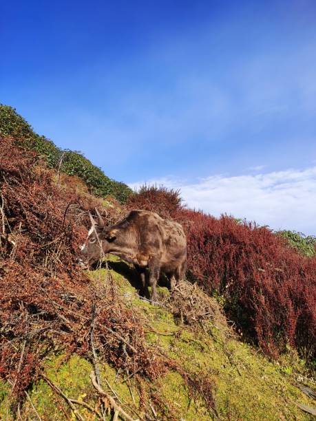 istock Animal grazing in the hill 1191232661