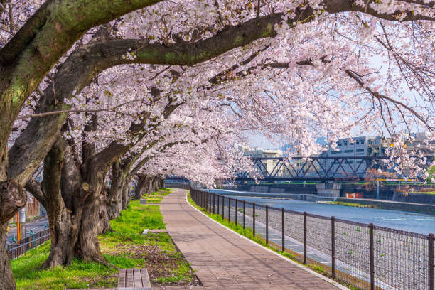 istock Cherry Blossoms blooming in Kyoto, Japan 1191232801