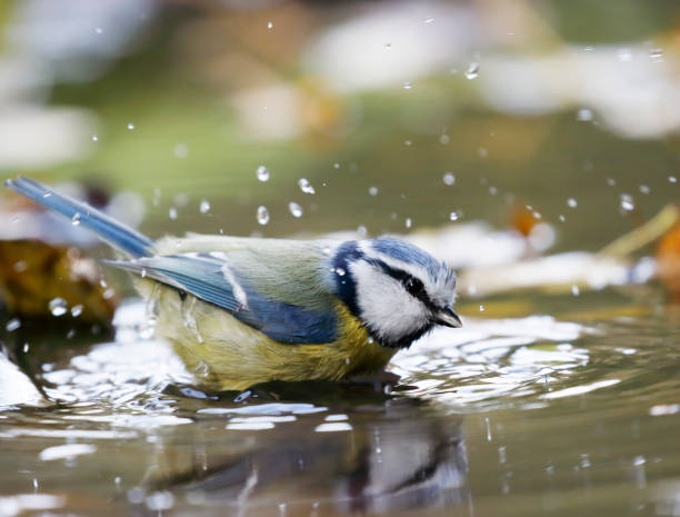 blaumeise (cyanistes caeruleus) baden - standing water pond bird nature stock-fotos und bilder