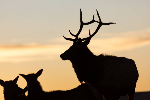 istock Silhouetted bull elk with cows 1191232900