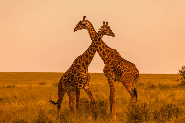 istock Masai giraffes fighting 1191233130