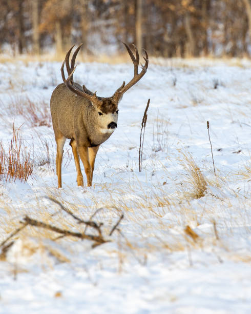 istock Mule deer bucks in the Colorado snow 1191233177