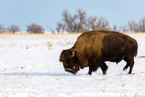 istock American bison on the Colorado prairie 1191233184