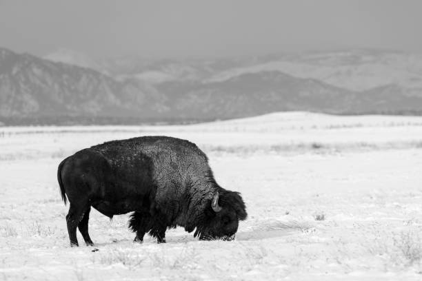 istock American bison on the Colorado prairie (Black and white) 1191233186
