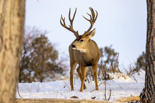 istock Mule deer bucks in the Colorado snow 1191233191