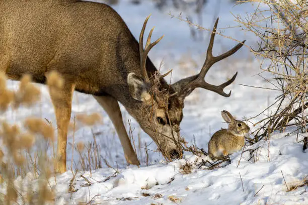 Mule deer buck and cottontail rabbit reminiscent of Bambi and Thumper