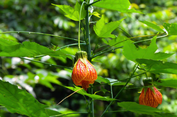 Chinese lanterns