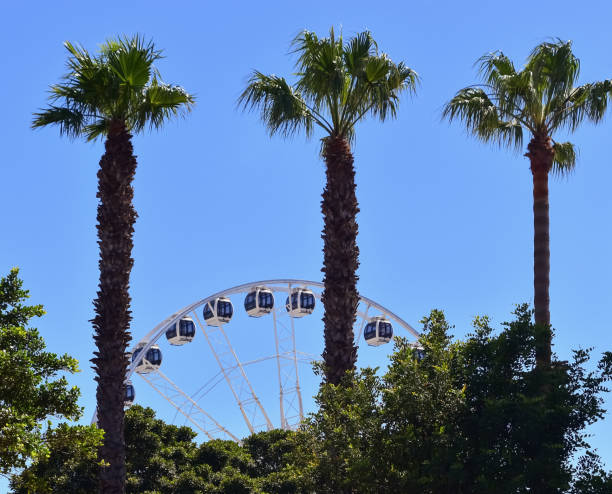 istock Ferris wheel behind tall palm trees, summer attraction 1191234107