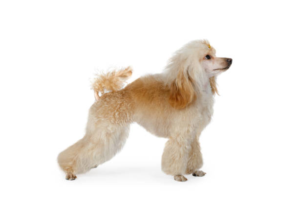 istock Purebred white Toy Poodle dog on a white background 1191234349