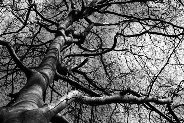 istock Black and white image of a tree trunk 1191235330