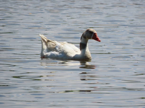 istock Duck swimming in the pond 1191236777