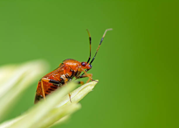 istock Macro of a Red Soldier Beetle 1191237721