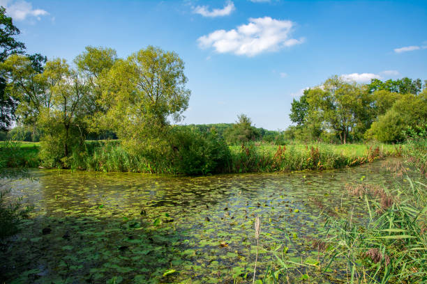 istock Pond in a rural landscape 1191237947