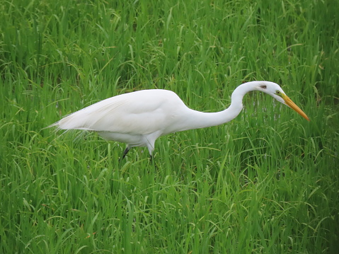 White heron in a rice paddy