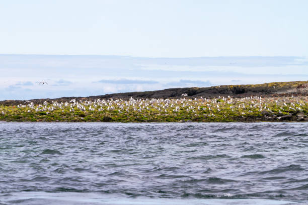 istock Birds in Farne Islands, UK 1191240044