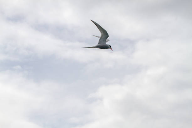 istock Birds in Farne Islands, UK 1191240105