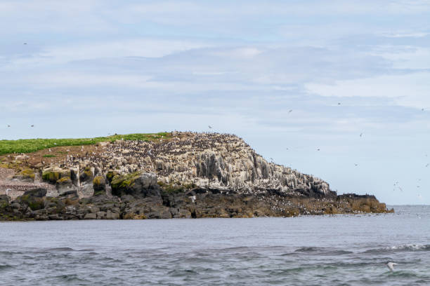 istock Birds in Farne Islands, UK 1191240126