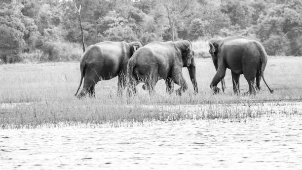 istock Wild Elephants meeting,  Sri Lanka 1191240279