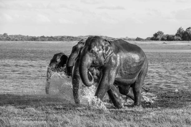 istock Wild Elephants -Sri Lanka 1191240422