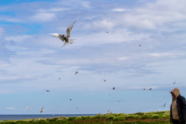 istock Terns and tourists in Farne Islands 1191241124
