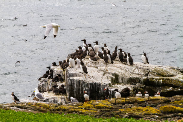 istock Birds in Farne Islands, UK 1191241236