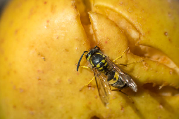 vespa comendo maçã amarela podre caída no chão. close-up da vespa amarela - rotting fruit wasp food - fotografias e filmes do acervo