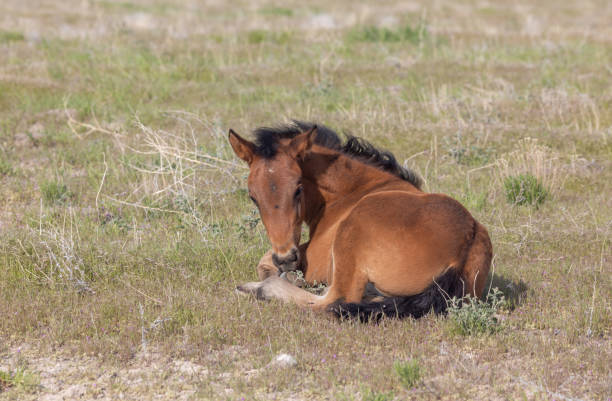 istock Wild Horse Foal in Spring 1191242726
