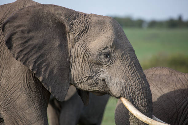 야생 코끼리 머리, 프로필 보기의 클로즈업 - animal close up elephant animal eye 뉴스 사진 이미지