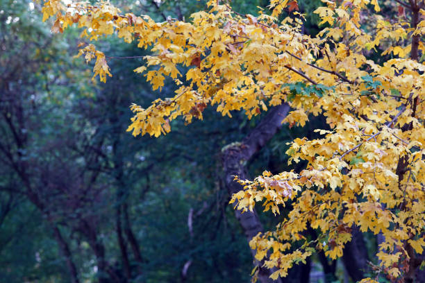 istock Backlight on a blurred background of branches with leaves 1191243431