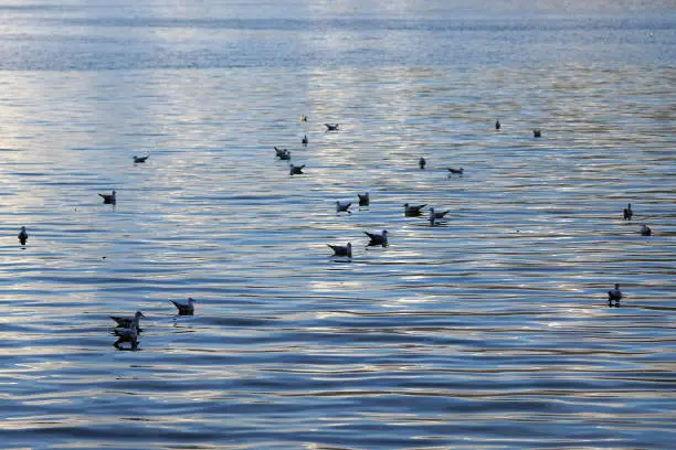 Photo of Beautiful seagulls in the lake of Ioannina in Epirus