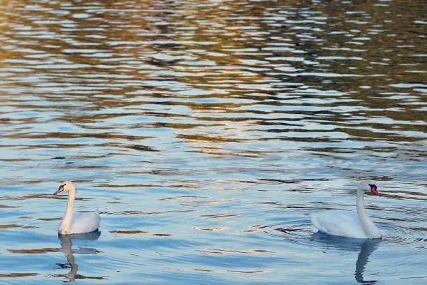 Photo of Beautiful white swans in the lake of Ioannina in Epirus